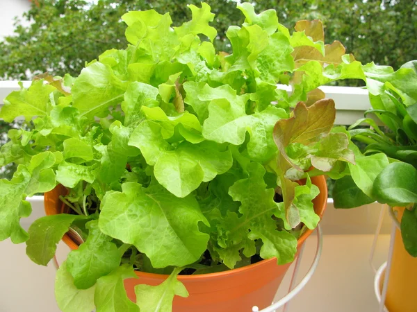 Lettuce in hanging basket on balcony — Stock Photo, Image