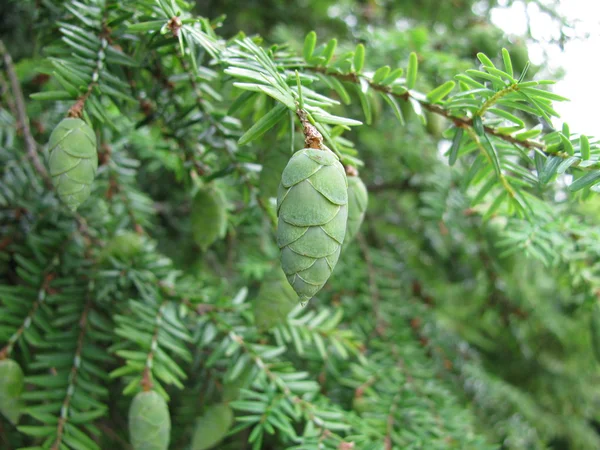 Hemlock tree Stock Photos, Royalty Free Hemlock tree Images | Depositphotos