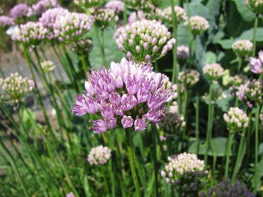 süs soğan, allium senescens