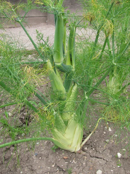 Fennel bulbs in vegetable bed — Stock Photo, Image