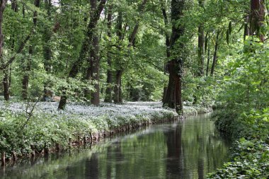 Ramsons