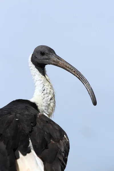 Halm-necked ibis — Stockfoto