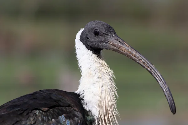 Άχυρο με ΣΜΥΡΙΣΜΕΝΟ ibis — Φωτογραφία Αρχείου