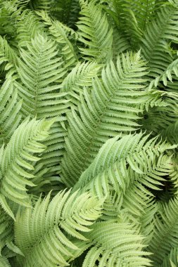 Leaves of Fern clipart