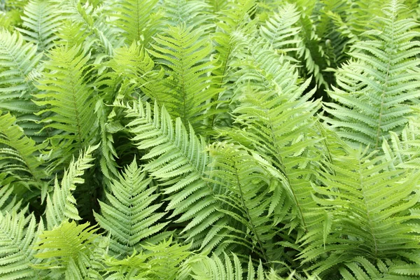 Leaves of Fern — Stock Photo, Image