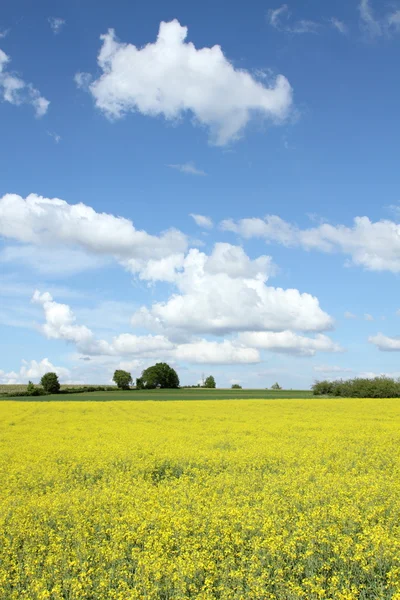 stock image Rapeseed field