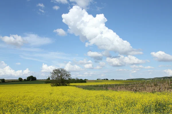 stock image Rapeseed field