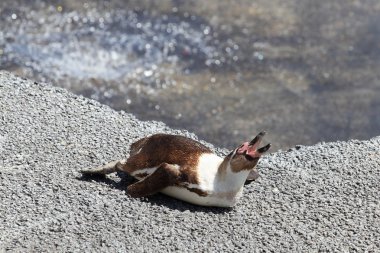 humboldt pengueni