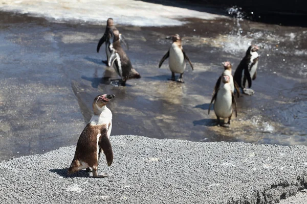 Humboldt-Pinguin — Stockfoto