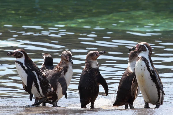 Humboldt pingvinen — Stockfoto