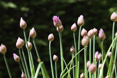 Allium fistulosum