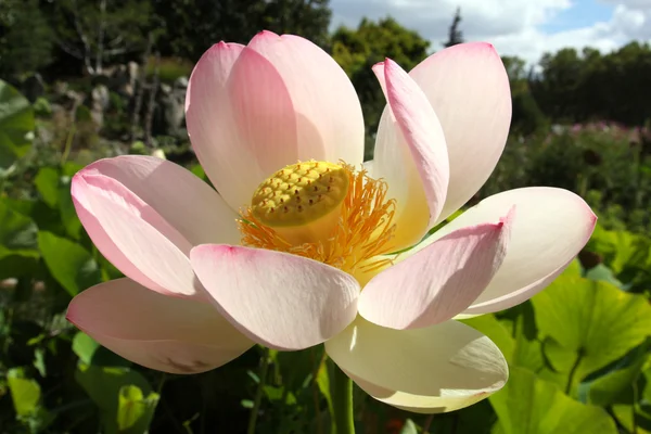 Sacred lotus — Stock Photo, Image