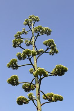 Agave americana