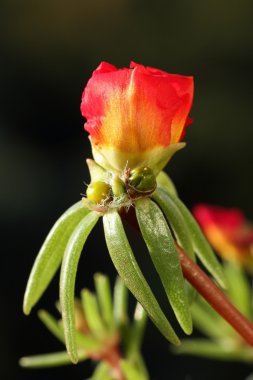 Portulaca grandiflora