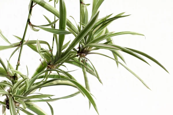 stock image Chlorophytum comosum