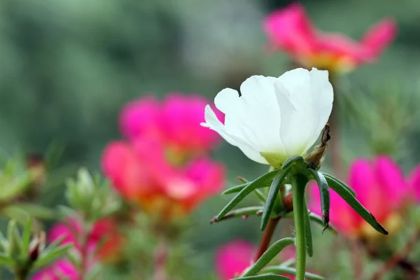 Portulaca grandiflora — стокове фото