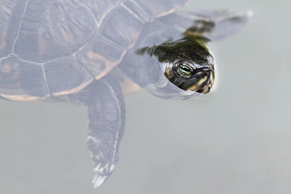 Red Eared Slider — Stock Photo, Image