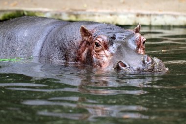 Hippopotamus clipart