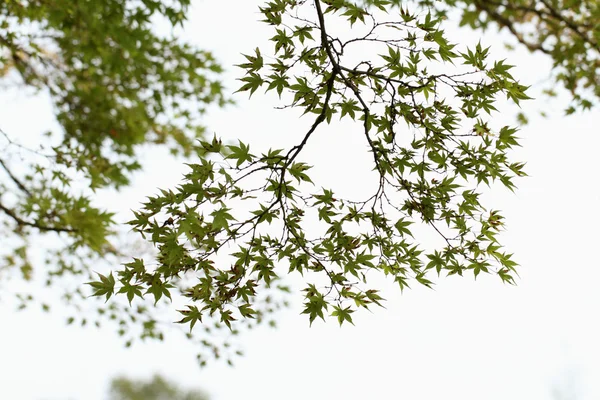 Stock image Japanese maple leaves