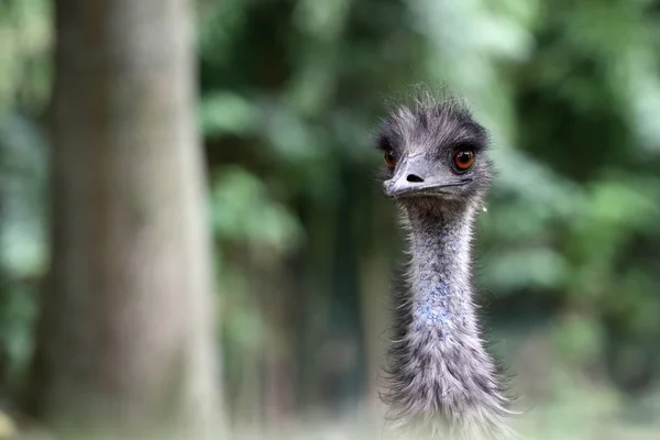 Emu em cativeiro — Fotografia de Stock