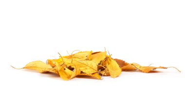 sonbahar yaprak yığını