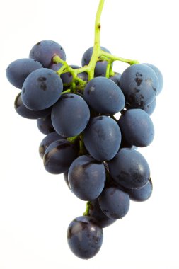 Grape branch clipart