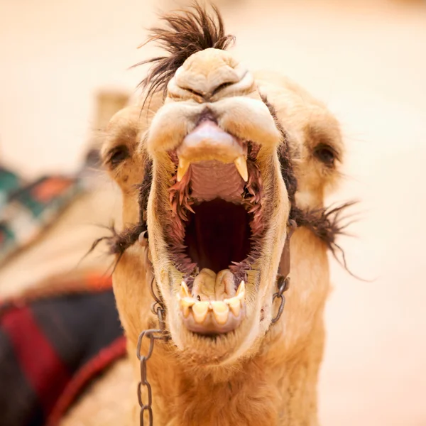 Camello bostezante — Foto de Stock