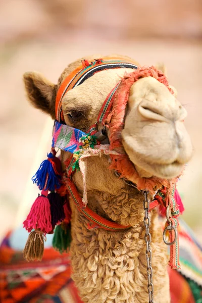 Camel i petra — Stockfoto