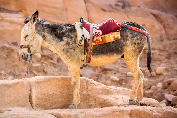 Burro en Petra — Foto de Stock