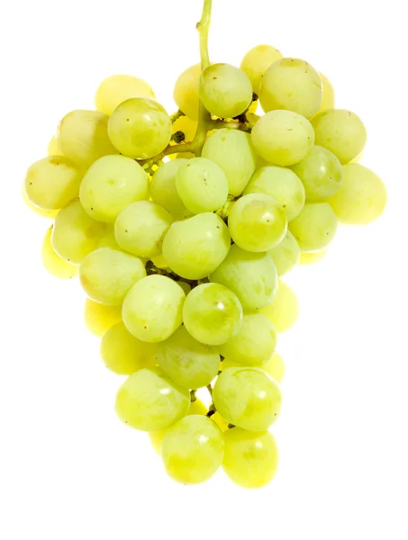 Grape Branch — Stock Photo, Image