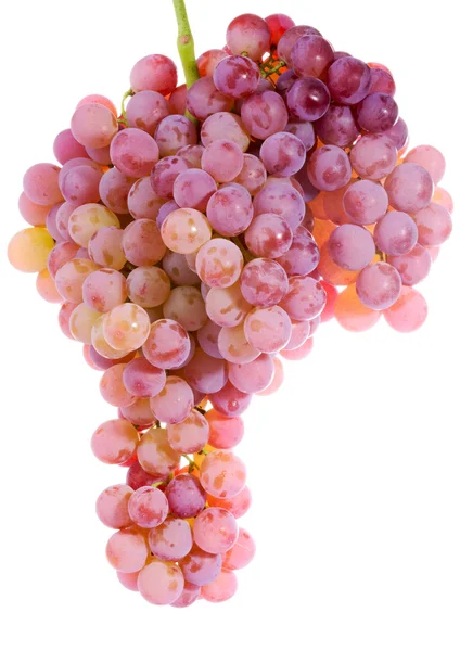 Ramo da uva — Fotografia de Stock