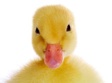 Duckling portrait clipart