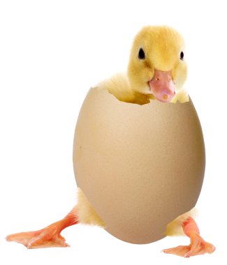 Duckling in an egg clipart