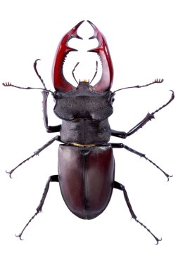 Stag Beetle clipart