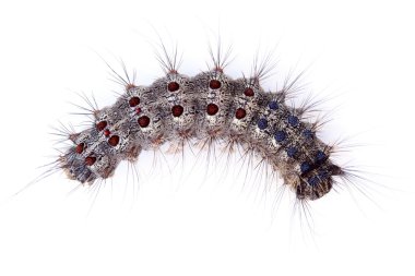 Caterpillar clipart