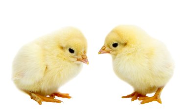 Baby Chickens clipart