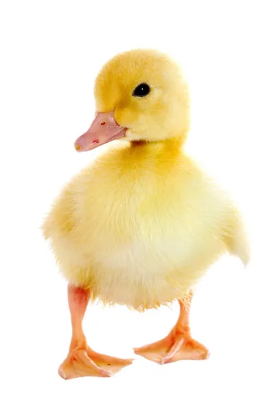 stock image Duckling
