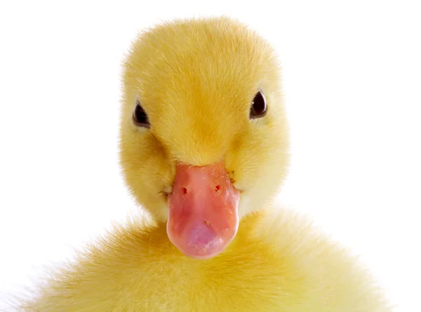 Duckling portrait — Stock Photo, Image