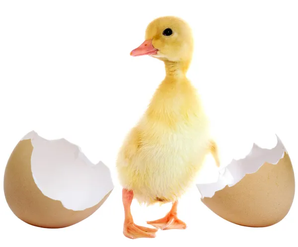 Duckling and egg — Stock Photo, Image