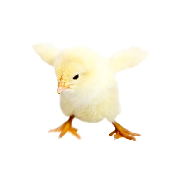 Цыпленок — стоковое фото