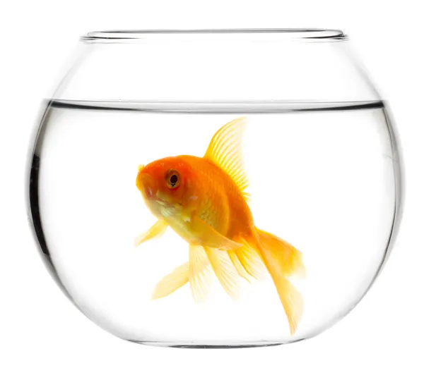 stock image Gold fish in aquarium