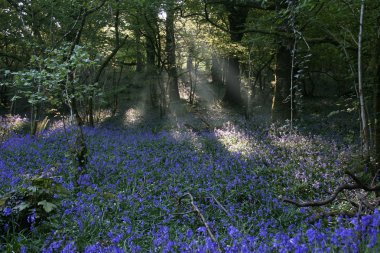 Bluebells bir glade içinde.