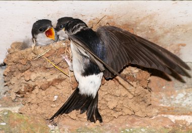 House Martin chicks being fed. clipart