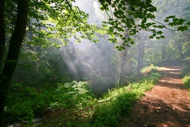 St Nectans Glen near Tintagel Cornwall clipart