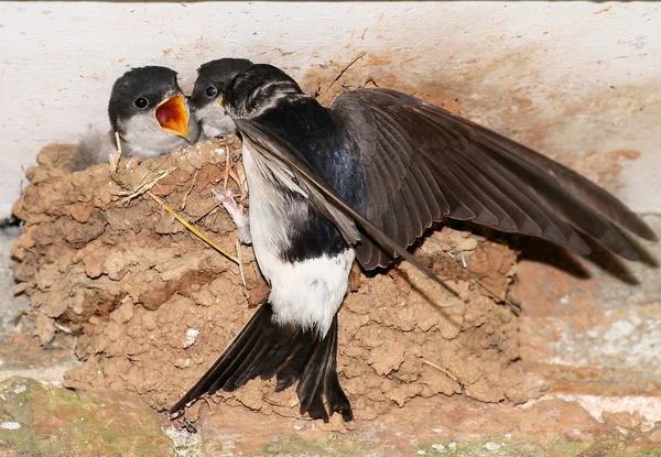House Martin chicks being fed. — Stock Photo, Image