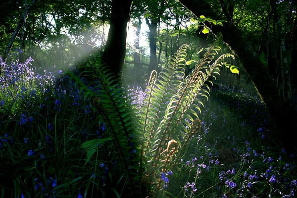 Fern güneş ışığı