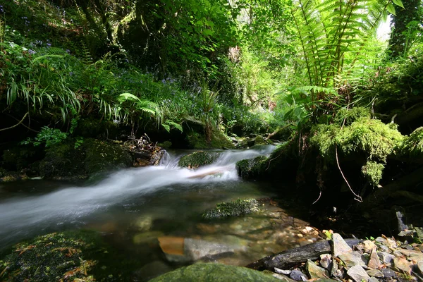 Stock image St Nectans Glen stream