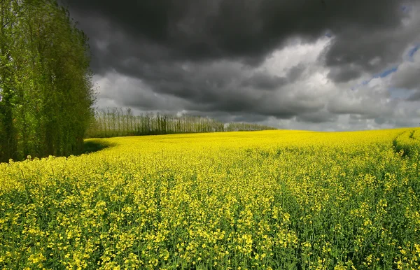 stock image Field of Yellow Rapeseed near Yealmpton Devon