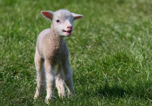 Stock image Spring Lamb.