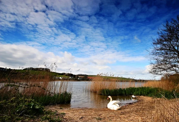 Swan at Slapton. — Stock Photo, Image